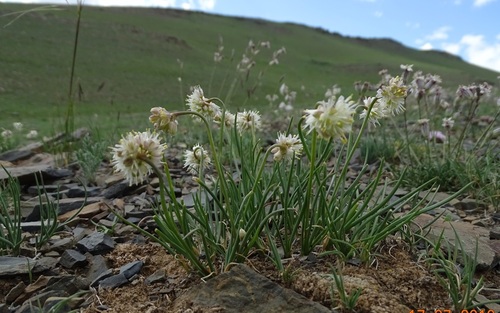 Allium tuvinicum
