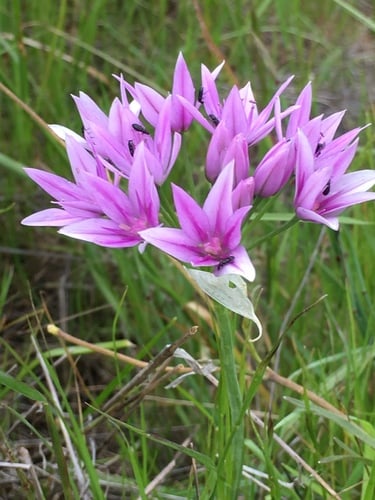 Allium unifolium (One-leaved onion) — photo