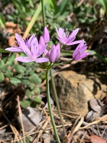 Allium unifolium (One-leaved onion) — photo