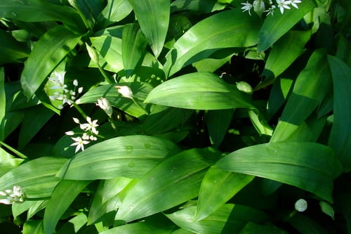 Allium ursinum — photo 2
