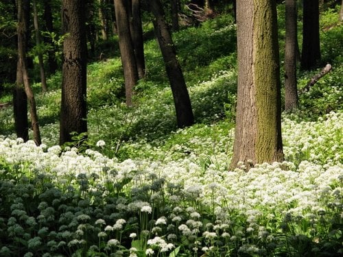 Allium ursinum — photo 3
