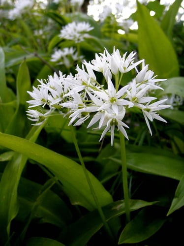 Allium ursinum