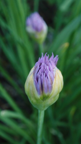 Allium validum (Swamp onion) — photo