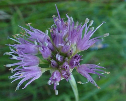 Allium validum (Swamp onion) — photo