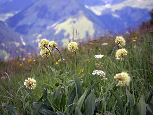 Allium victorialis (Alpine leek) — photo