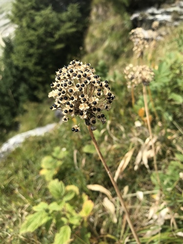 Allium victorialis (Alpine leek) — photo