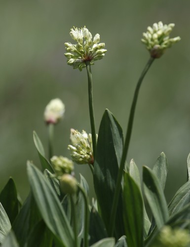 Allium victorialis