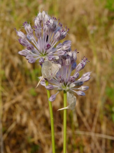 Allium vineale (Crow garlic) — photo
