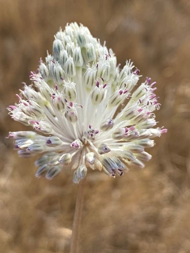 Allium vineale (Crow garlic) — photo