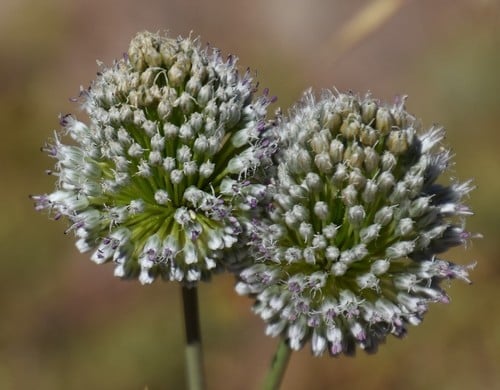 Allium vineale