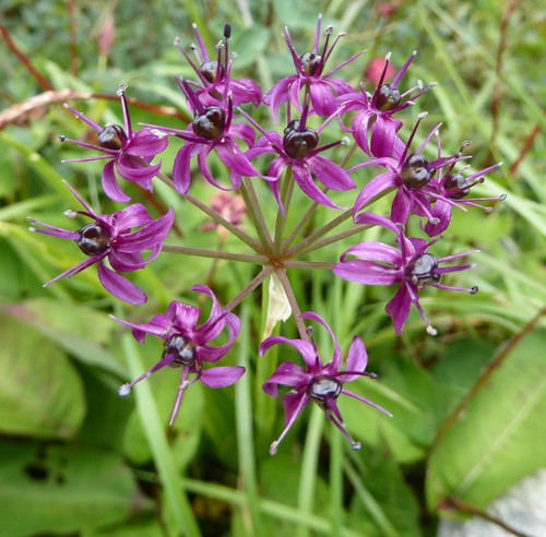 Allium wallichii (Himalaya onion) — photo