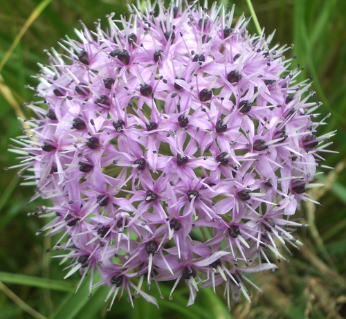 Allium wallichii (Himalaya onion) — photo
