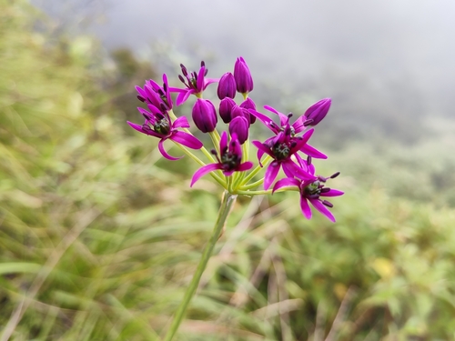 Allium wallichii