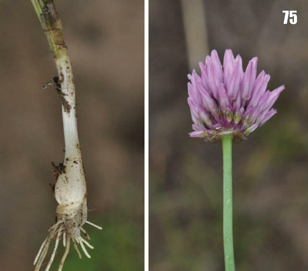 Allium winklerianum