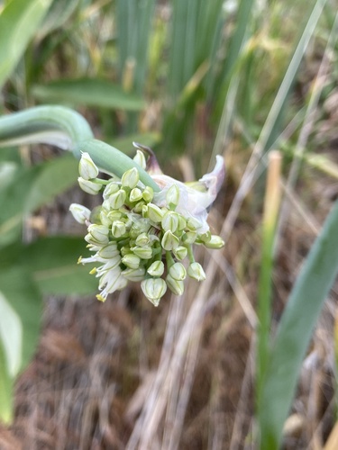 Allium x proliferum (Beltsville bunching onion) — photo