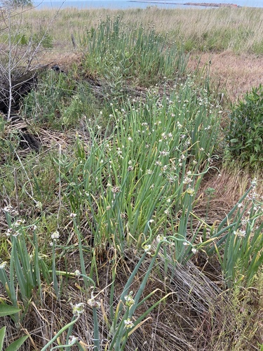 Allium x proliferum (Beltsville bunching onion) — photo