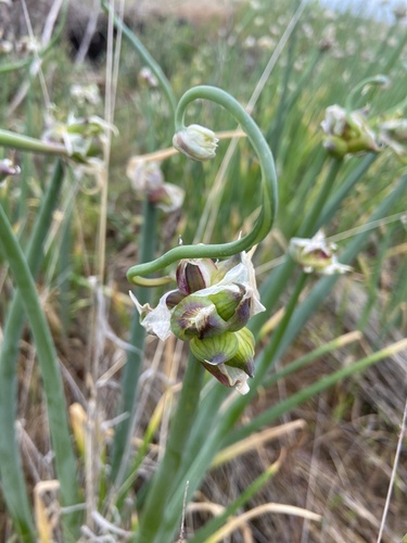 Allium x proliferum