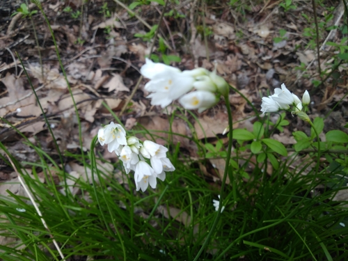 Allium zebdanense (Lebanon onion) — photo