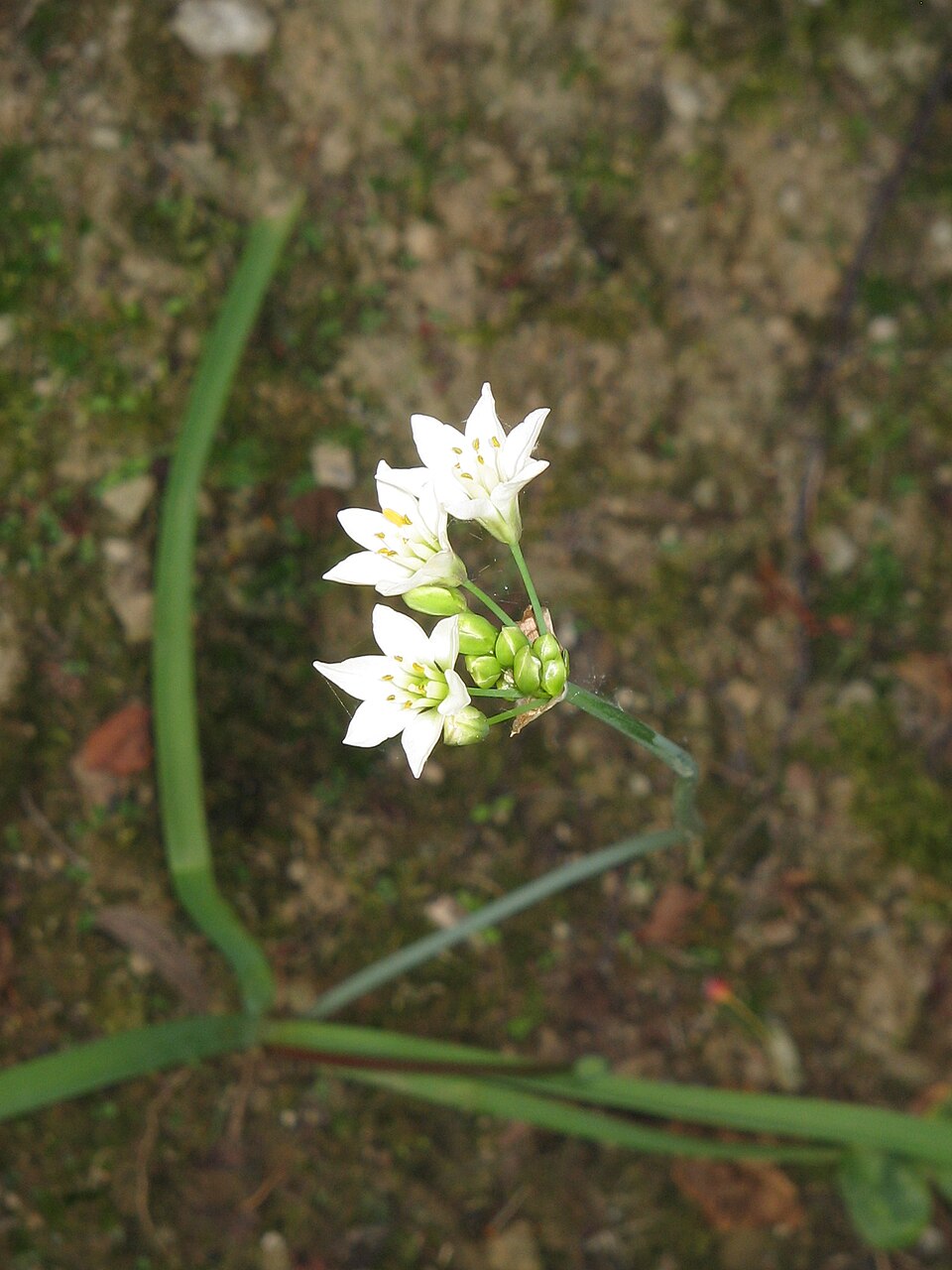 Allium zebdanense (Lebanon onion) — photo