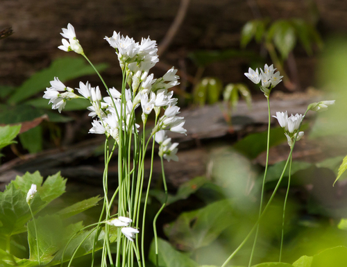 Allium zebdanense