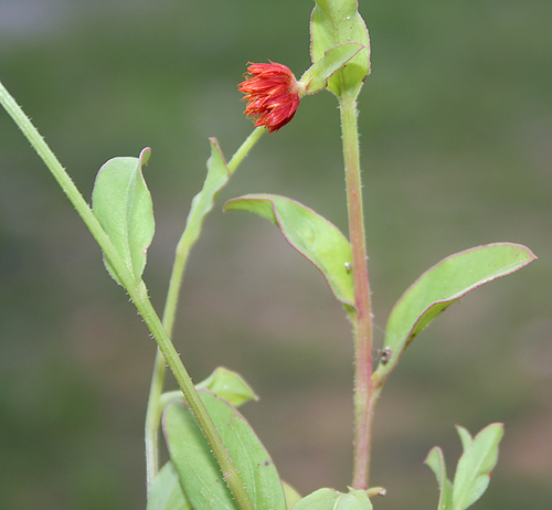 Allmania nodiflora (Node flower allmania) — photo