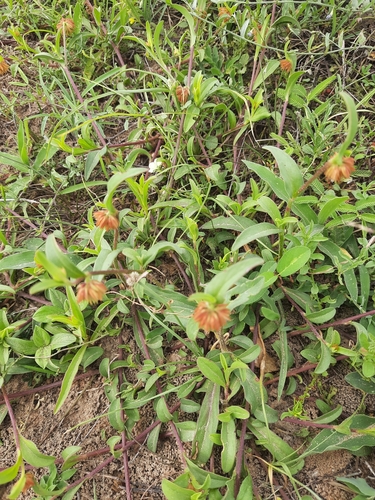 Allmania nodiflora (Node flower allmania) — photo