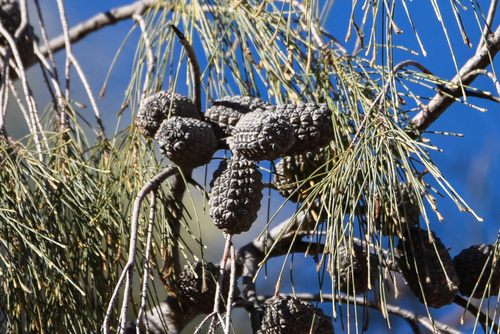 Allocasuarina decaisneana (Desert oak) — photo