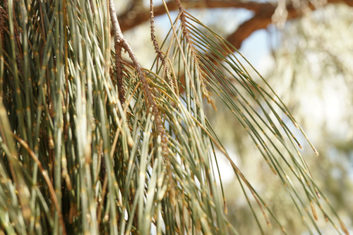 Allocasuarina decaisneana (Desert oak) — photo