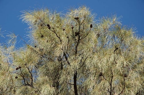 Casuarinaceae