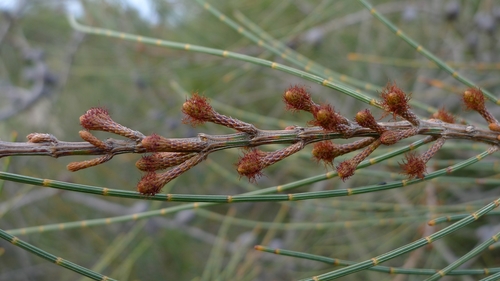 Allocasuarina distyla (Scrub she-oak) — photo