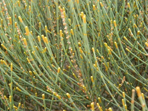 Allocasuarina distyla (Scrub she-oak) — photo