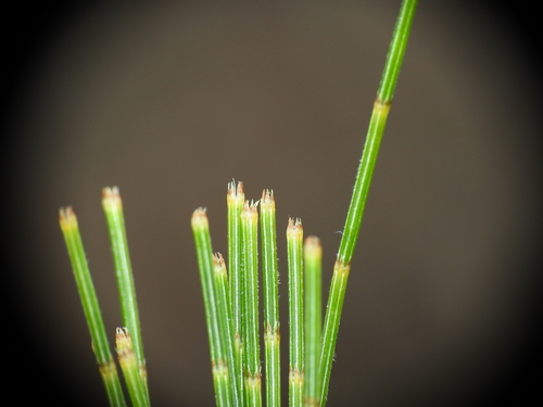 Allocasuarina littoralis (Black she-oak) — photo