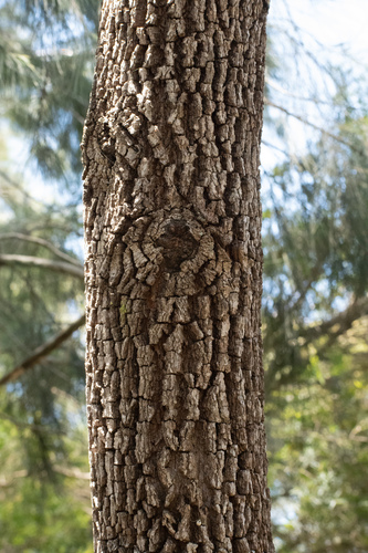 Allocasuarina littoralis (Black she-oak) — photo