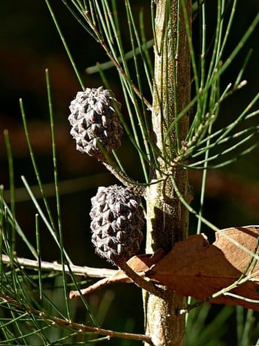 Allocasuarina littoralis