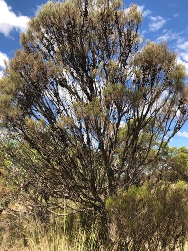 Allocasuarina muelleriana (Slaty she-oak) — photo