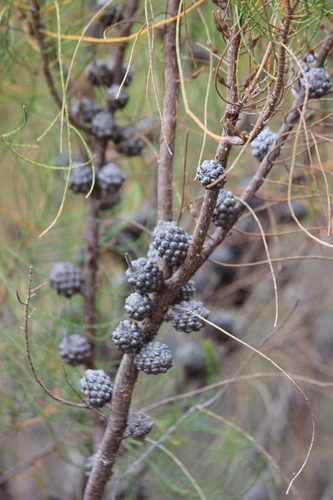 Allocasuarina muelleriana (Slaty she-oak) — photo