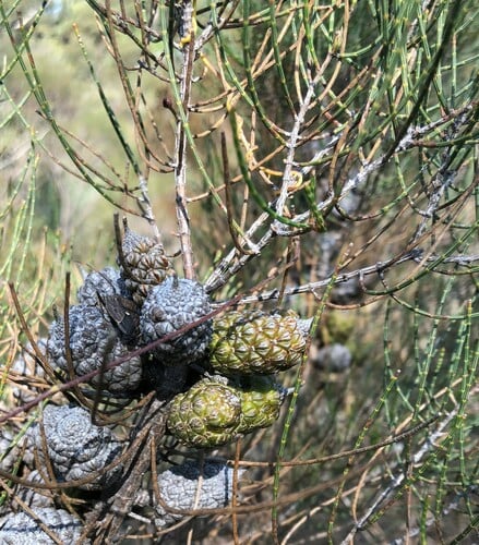 Allocasuarina muelleriana