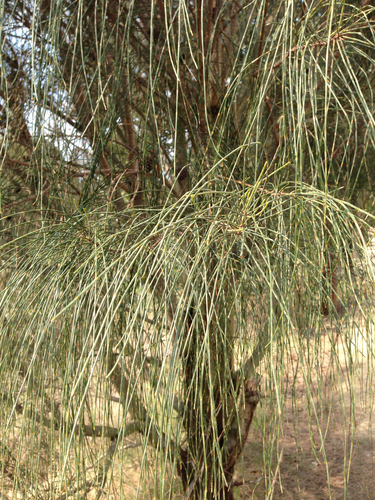 Allocasuarina verticillata (Mountain she oak) — photo