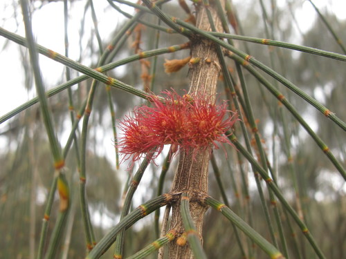 Allocasuarina verticillata (Mountain she oak) — photo