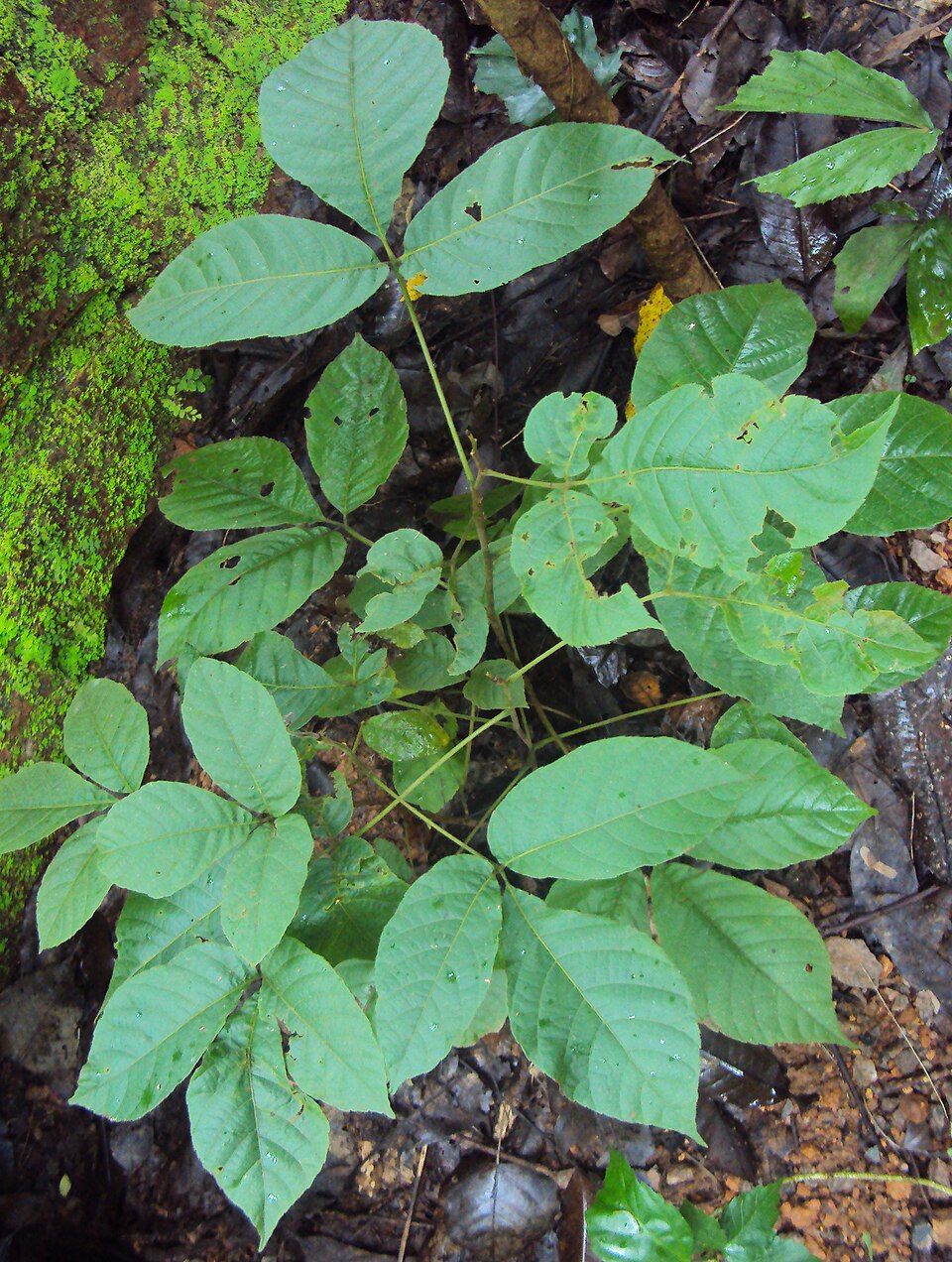 Allophylus cochinchinensis