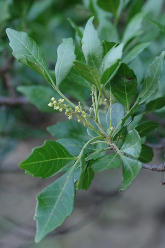 Allophylus decipiens — photo