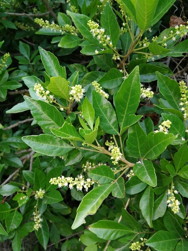Allophylus decipiens — photo