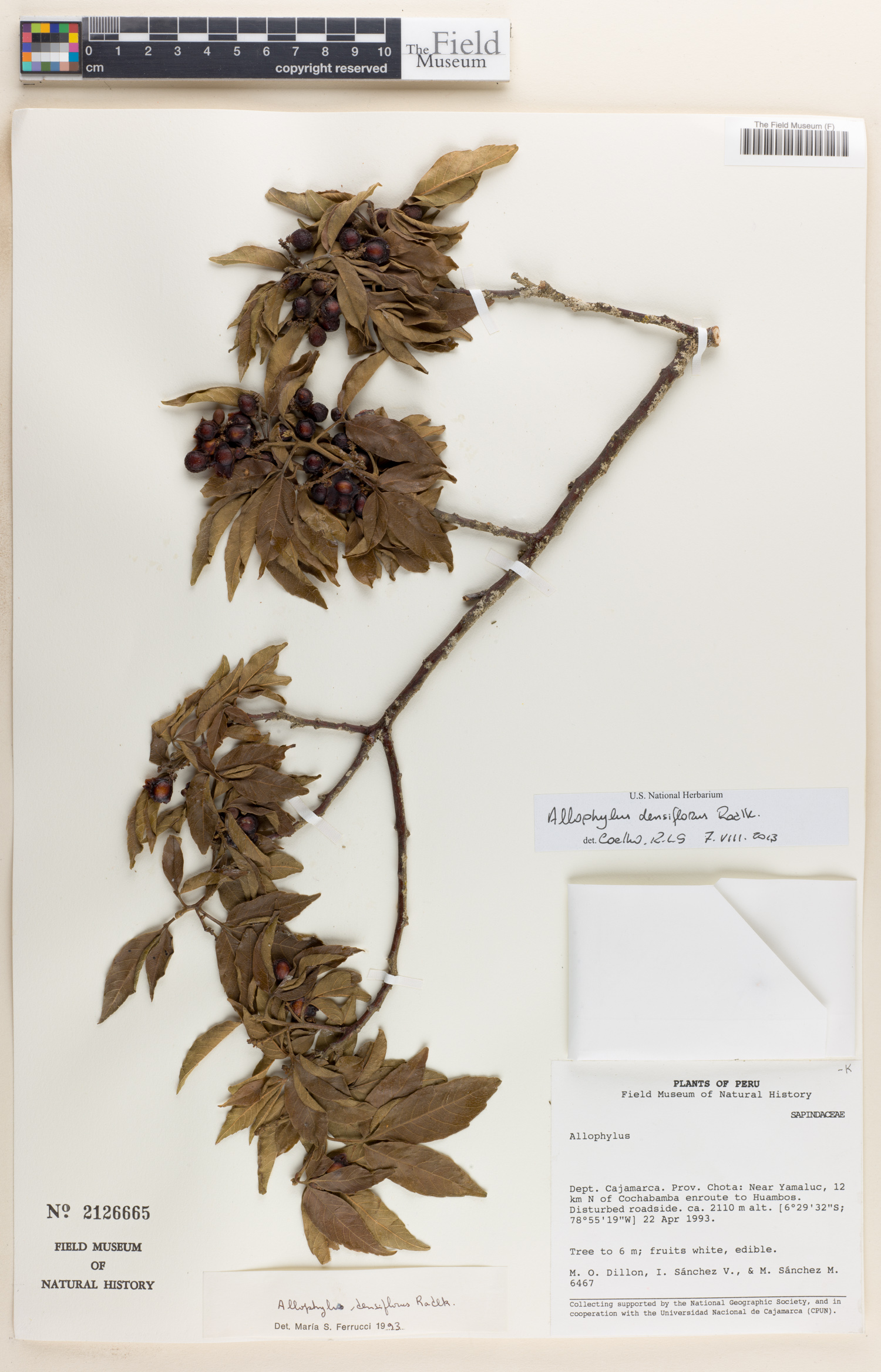 Allophylus densiflorus (Dense flower allophylus) — photo