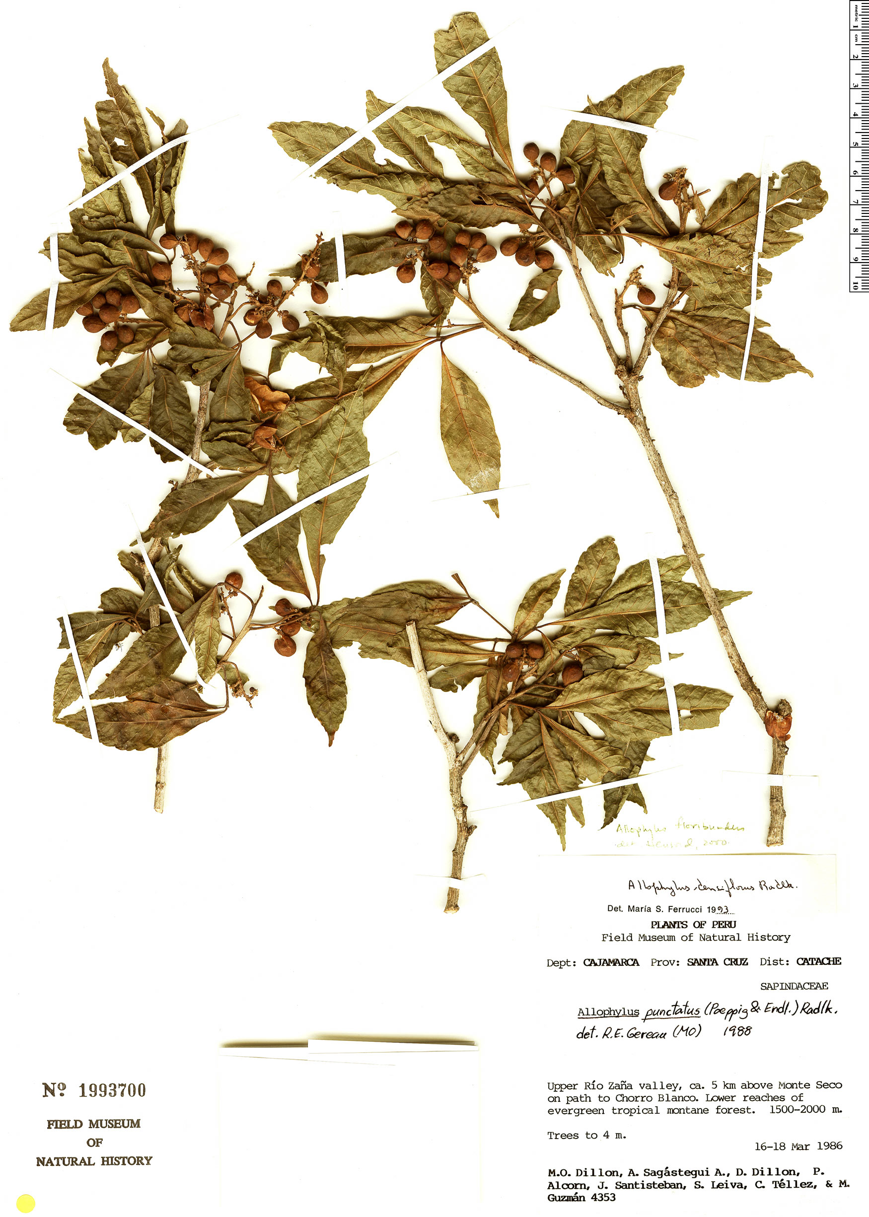 Allophylus densiflorus (Dense flower allophylus) — photo