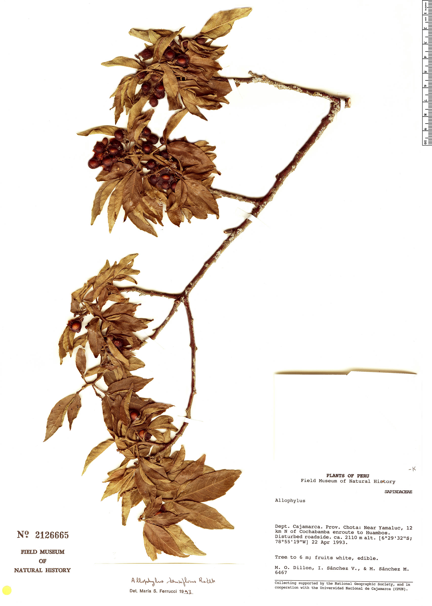 Allophylus densiflorus