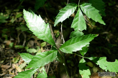 Allophylus edulis (Fruta de parao) — photo