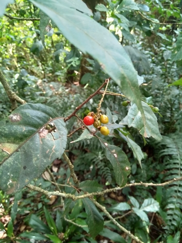 Allophylus ferrugineus