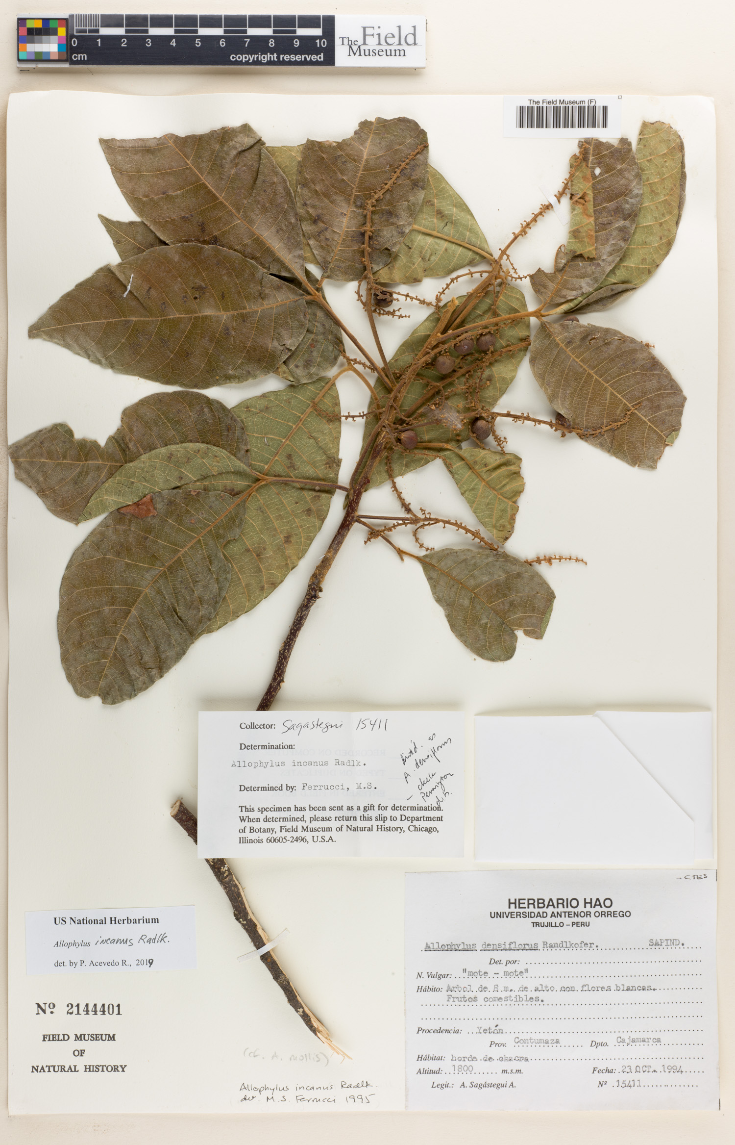 Allophylus incanus (Grey allophylus) — photo