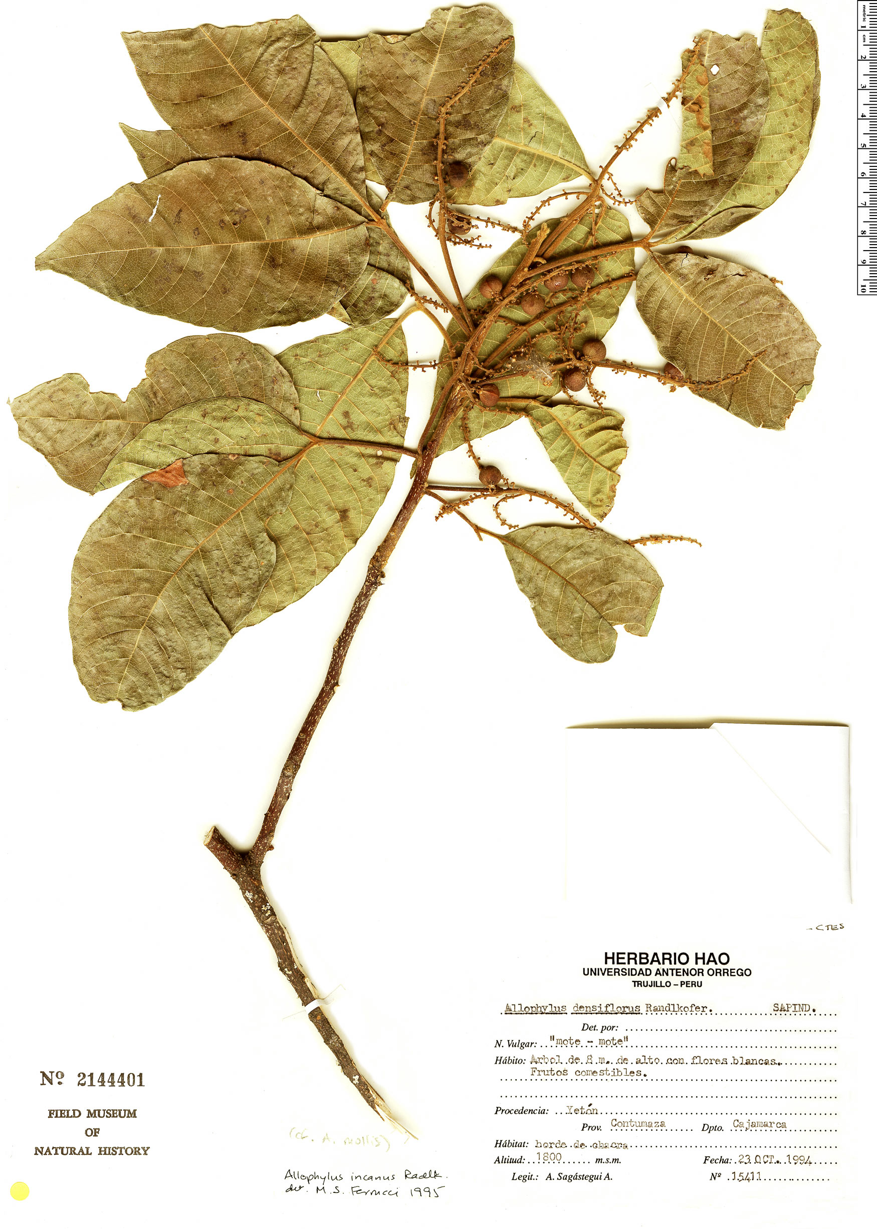 Allophylus incanus