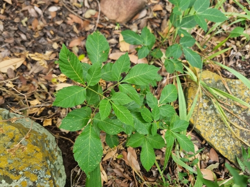 Allophylus melanocarpus — photo